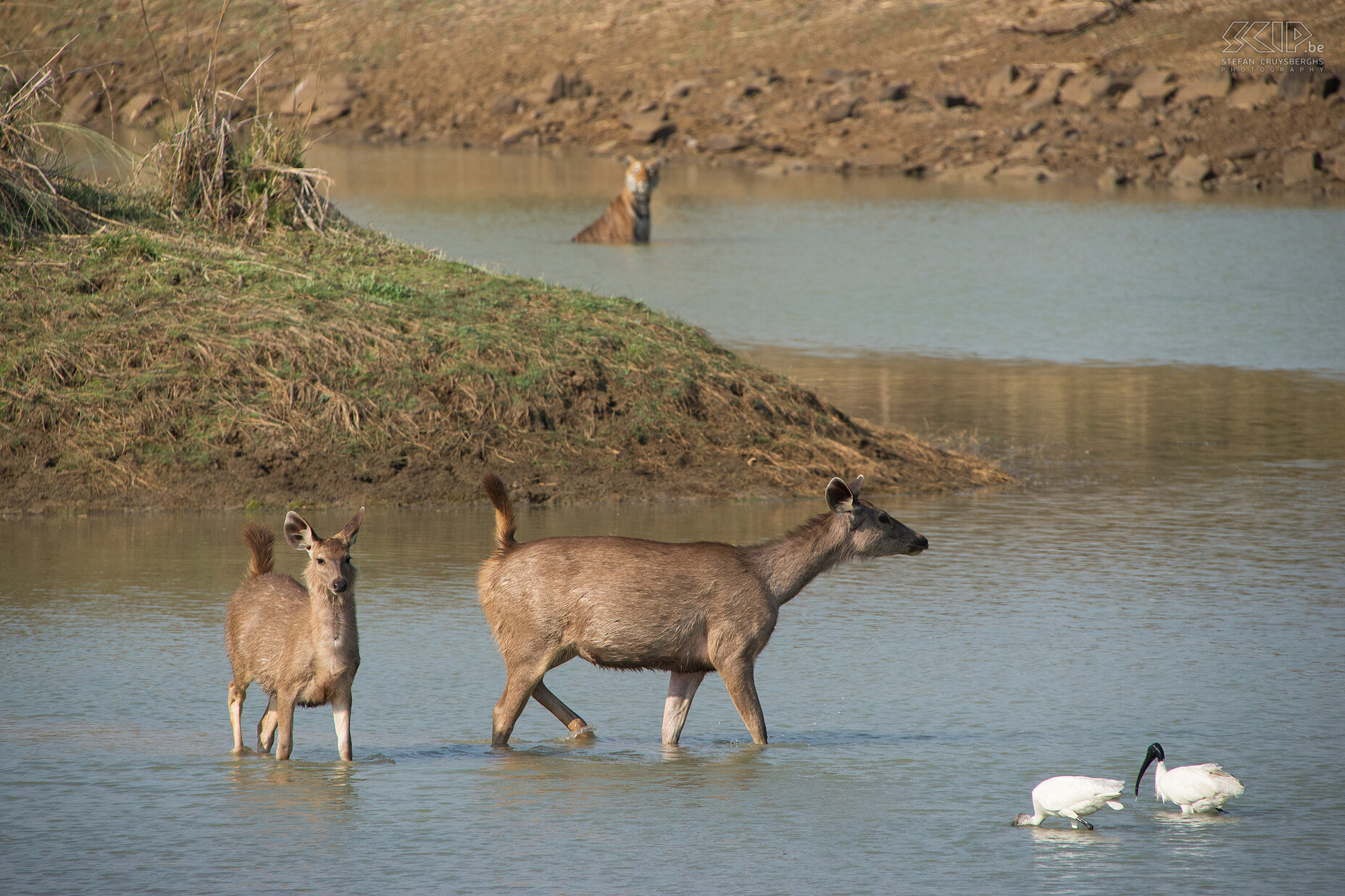 Tadoba - Sambars en tijgerin Na ongeveer 20 minuten kwamen 2 herten terug in het water terwijl ze ten volle bewust waren dat de tijgerin ook nog in de waterpoel zat en aan het afkoelen was. De herten maakten alarm geluiden en waren de tijgerin zelfs aan het uitdagen. Stefan Cruysberghs